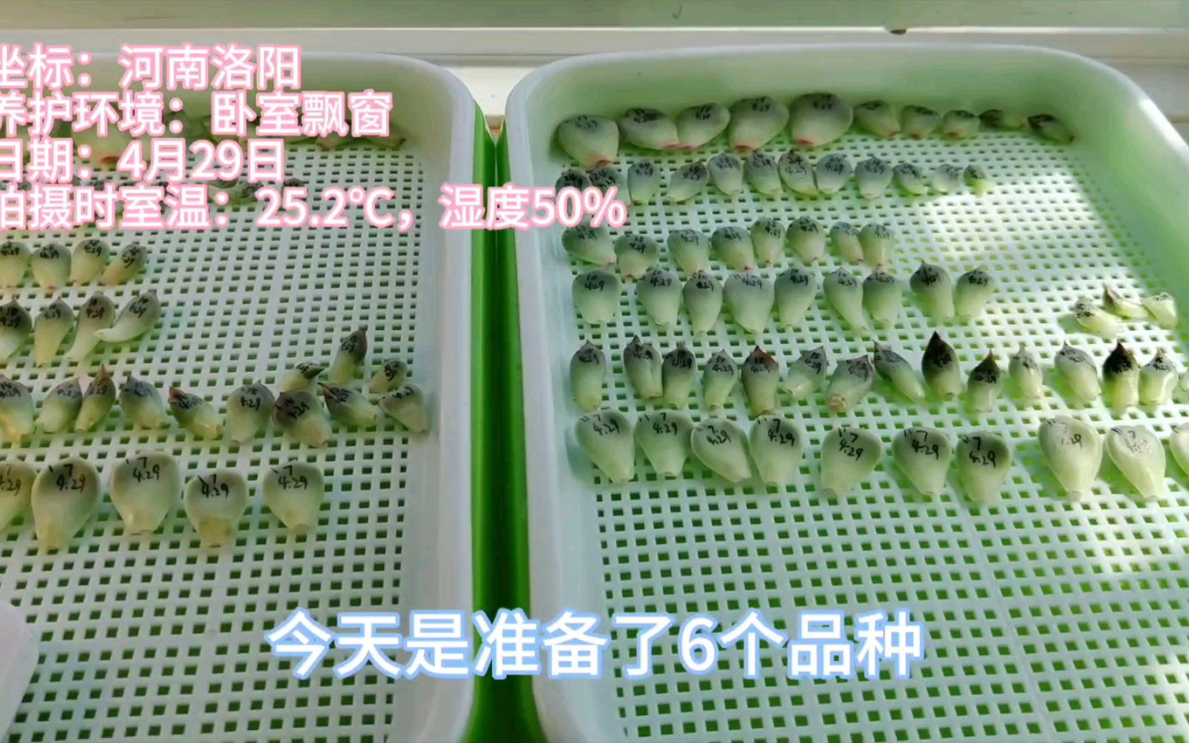 【多肉植物】优芽素测评记录,第1期哔哩哔哩bilibili