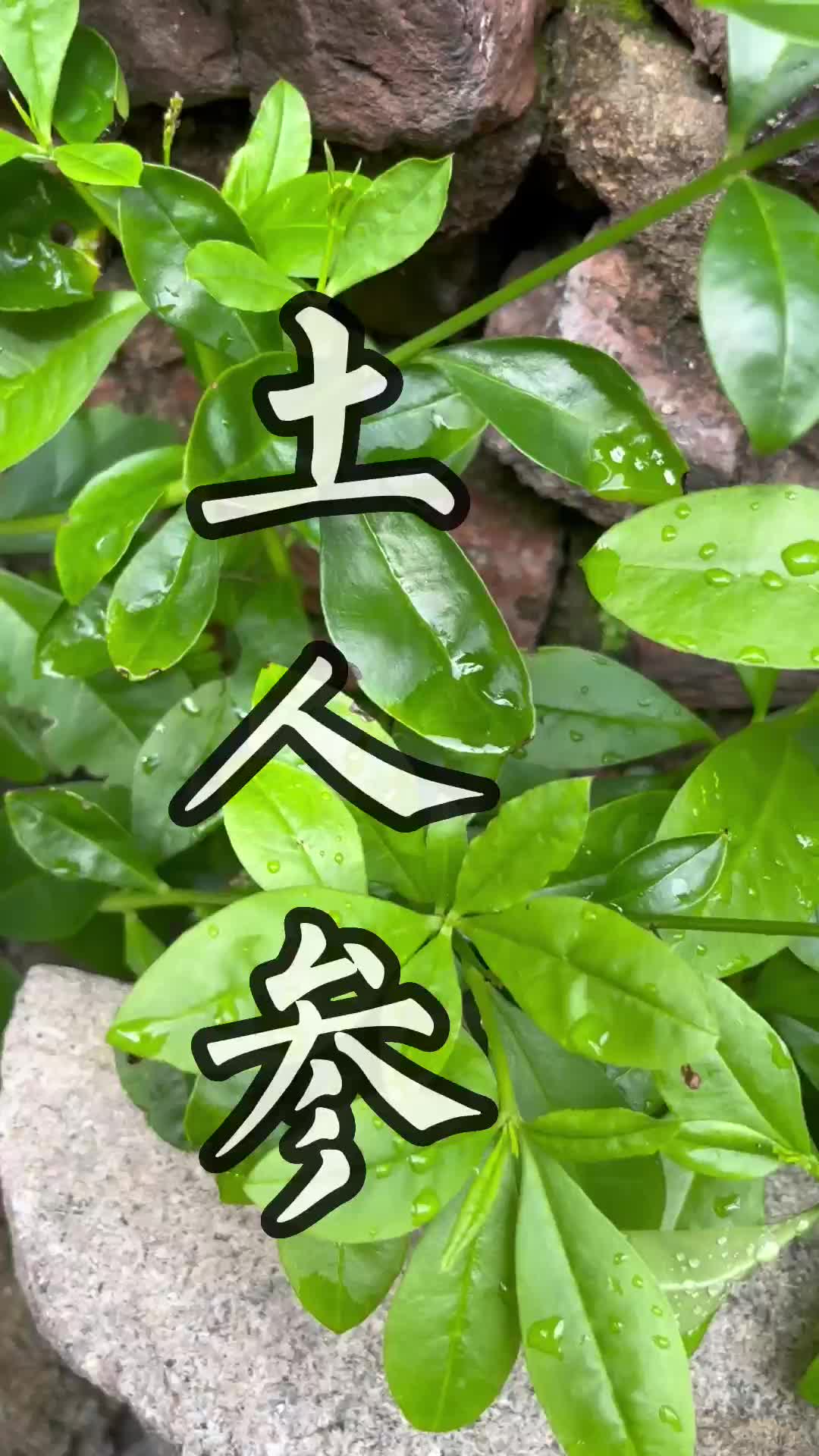 这种青草叫做土人参(一)#青草#潮汕#三农#助农哔哩哔哩bilibili