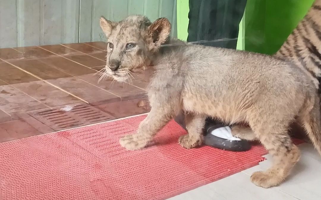 【深圳动物园】奶妈被大猫奶娃们整得寸步难行哔哩哔哩bilibili