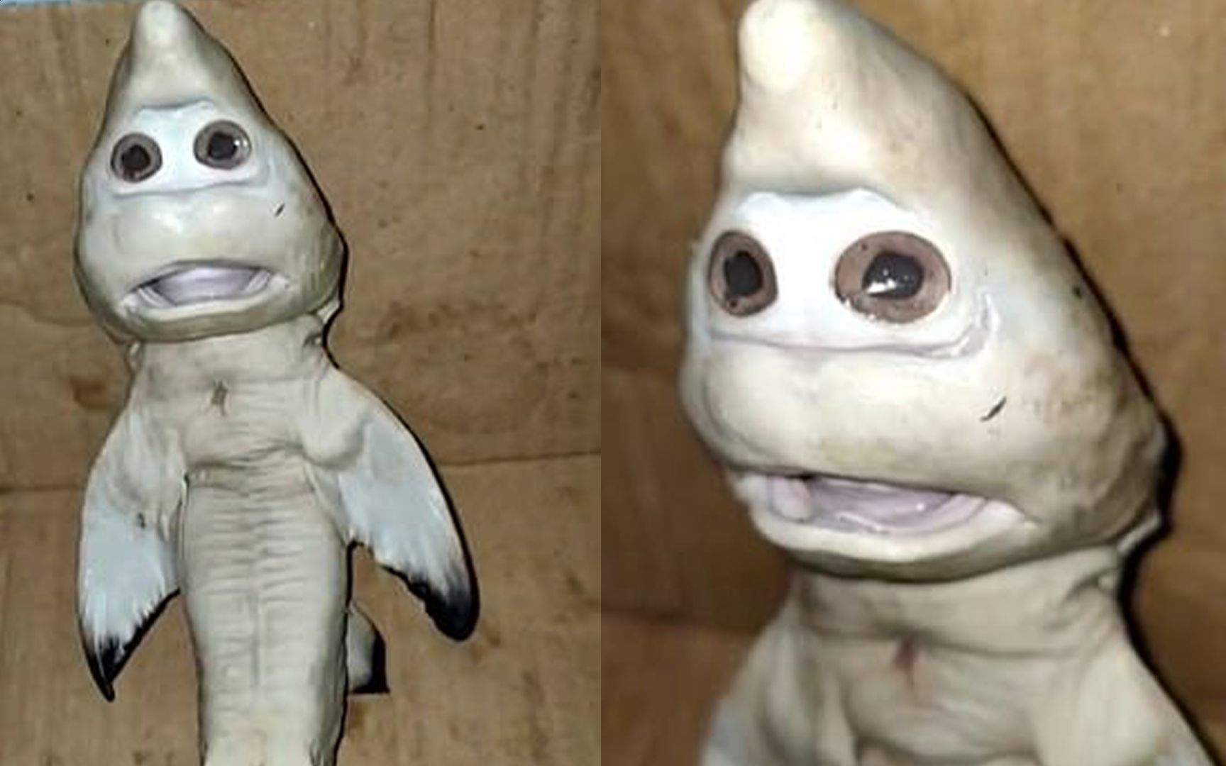 罕见!印尼渔民捕获一头变异小鲨鱼一瞅下巴慌忙掏出手机拍照!