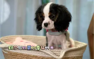 下载视频: 查理王小猎犬与雪纳瑞