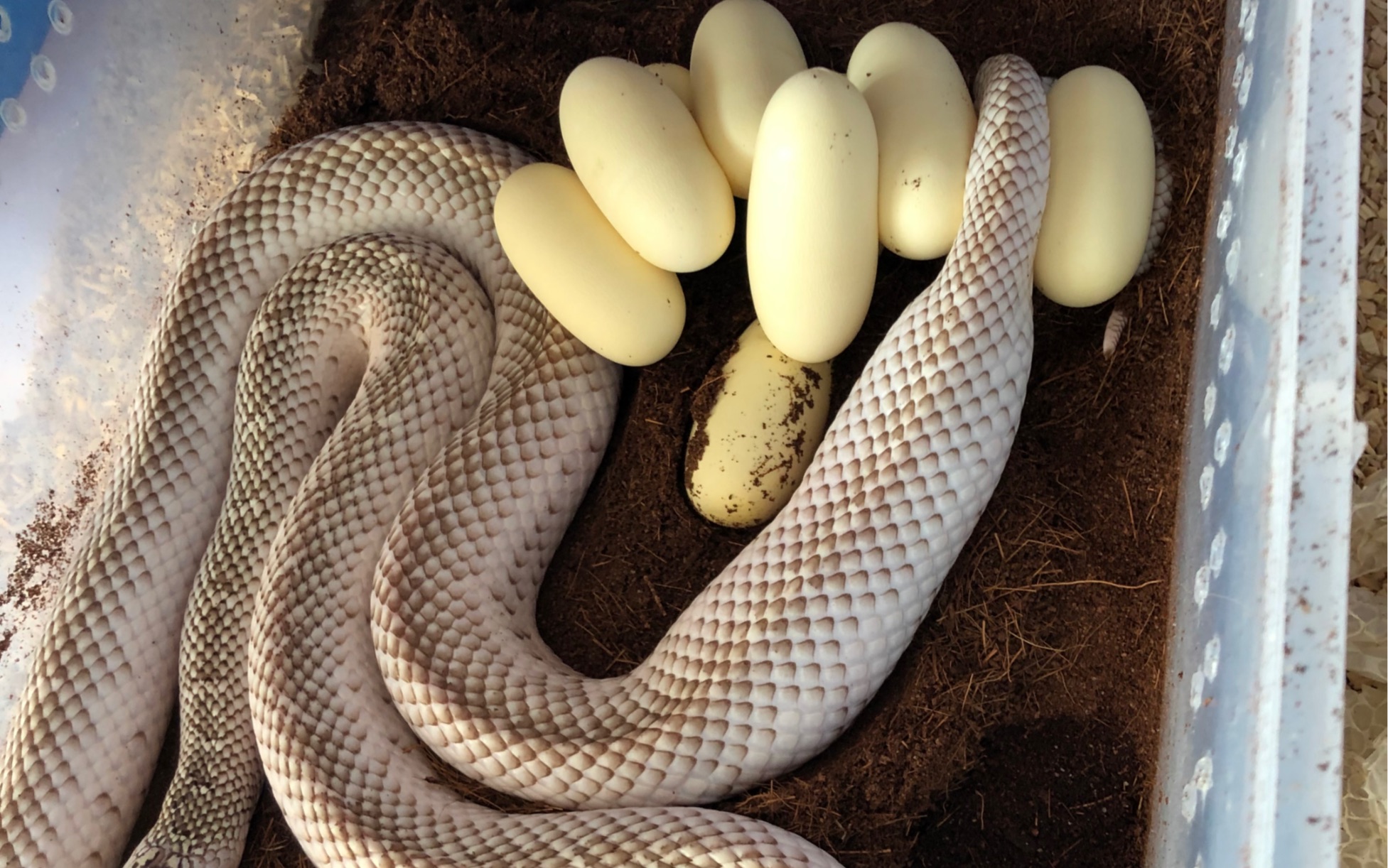 布鲁克王蛇繁殖图片