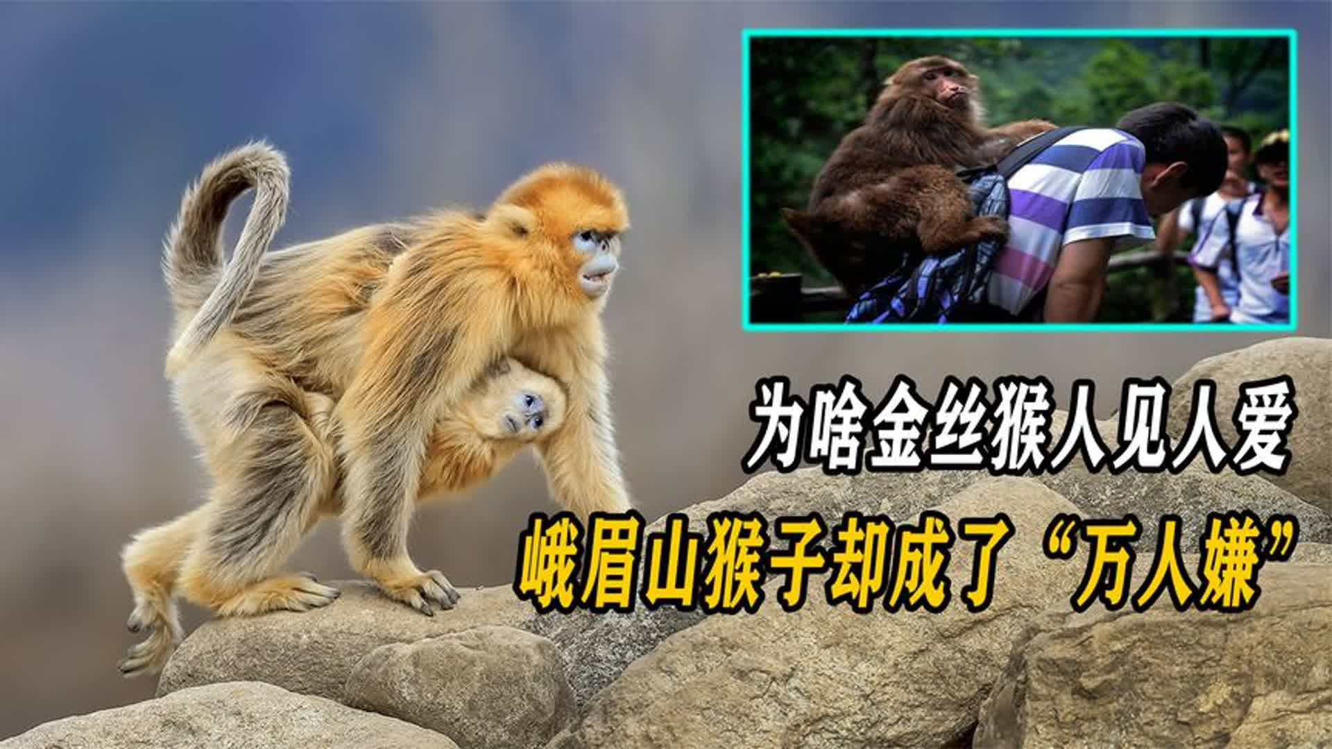 峨眉山泼猴图片