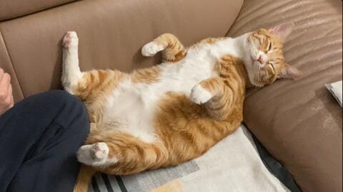 对人一点警戒心都没有的猫咪 敞开肚皮让人随便撸 它还挺享受的 哔哩哔哩 Bilibili