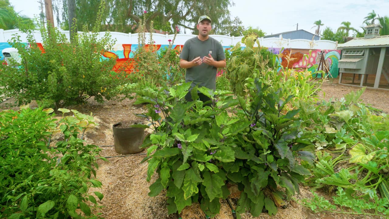 [图]How to Grow Eggplants Perfectly Every Single Time