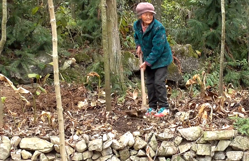 扎心:90歲農村老人兒女外出務工,獨自賣力挖地,好心酸!