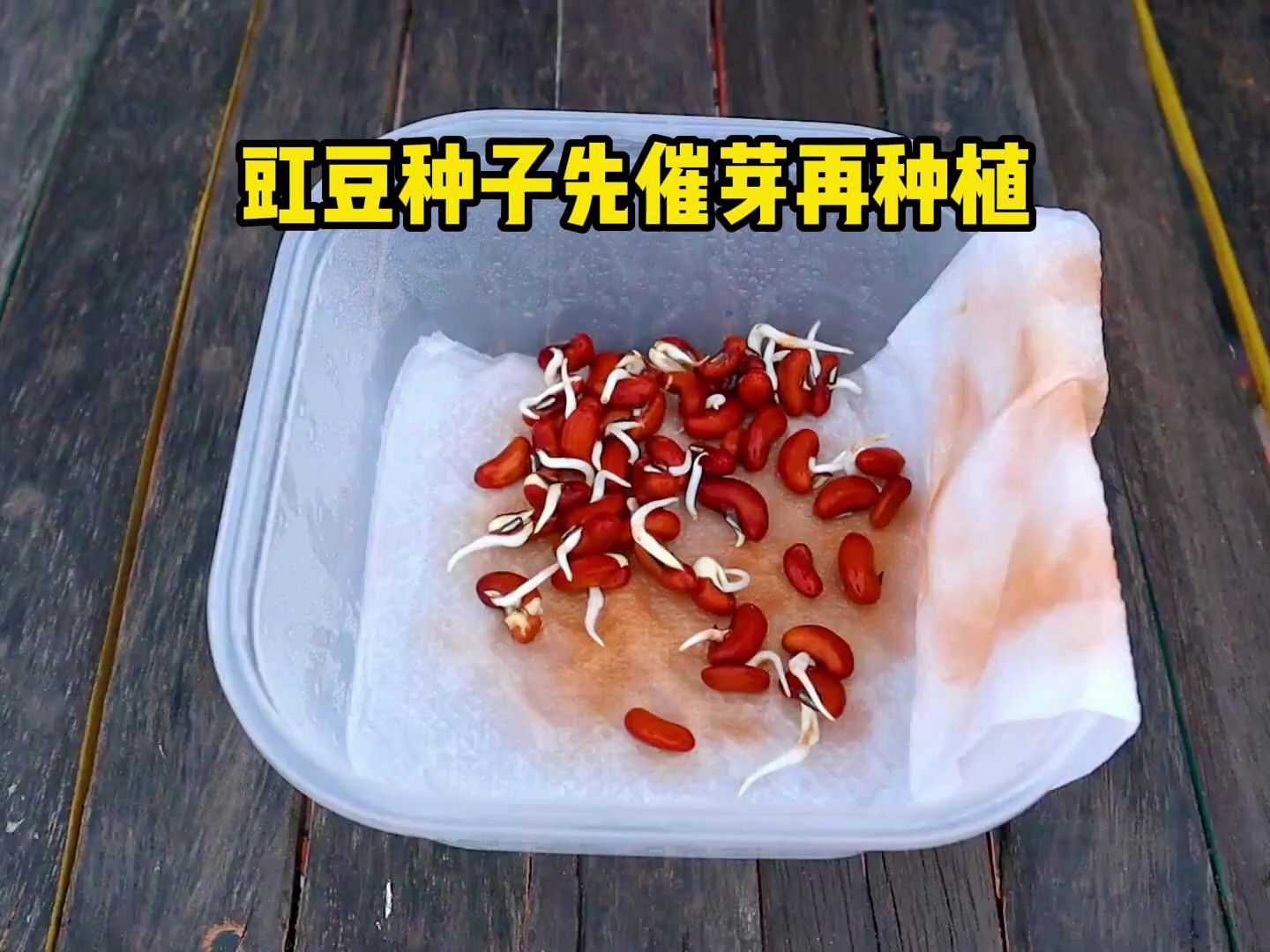 豇豆种子先催芽再种植!哔哩哔哩bilibili