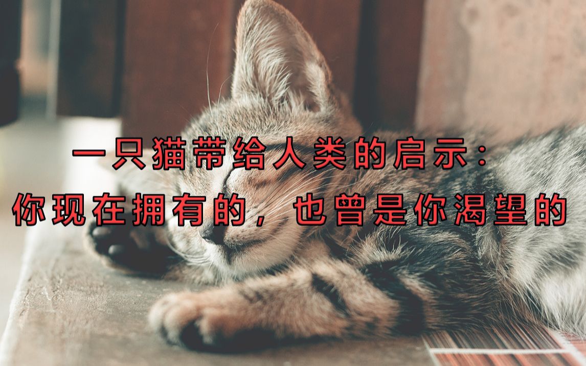 一只猫带给人类的启示:你现在拥有的,也是你曾经渴望的哔哩哔哩bilibili