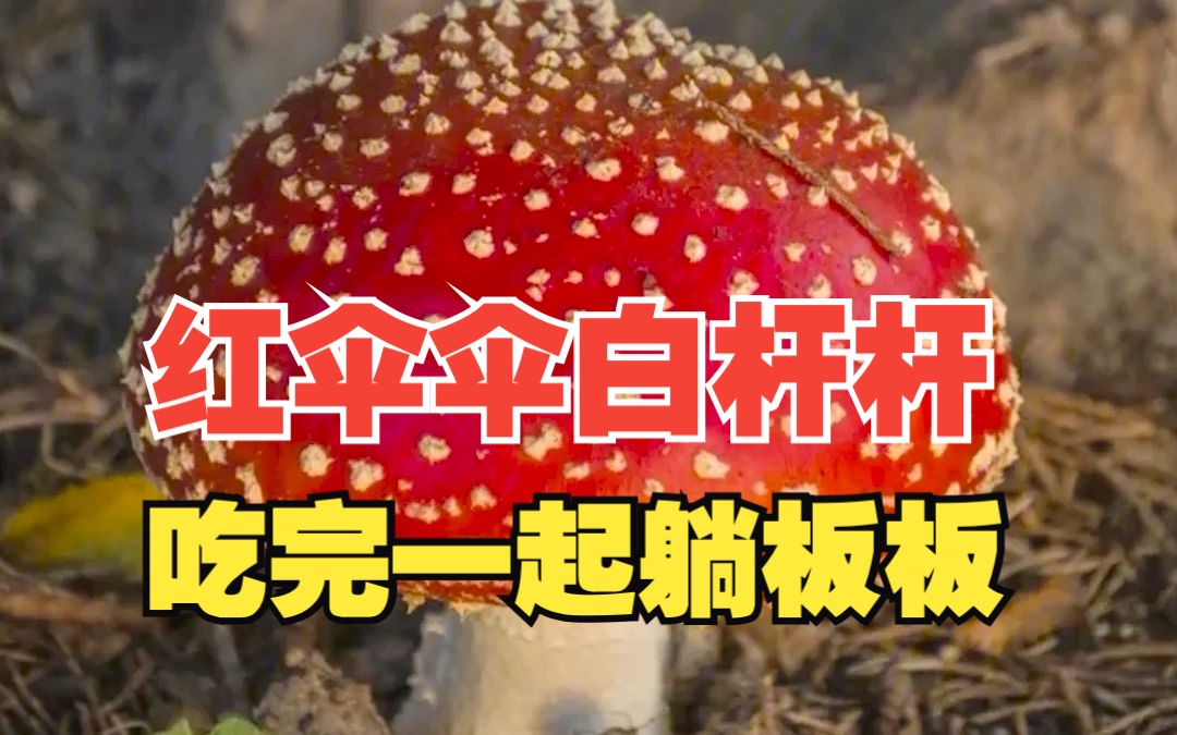 【文玩鉴宝】红伞伞白杆杆,吃完一起躺板板