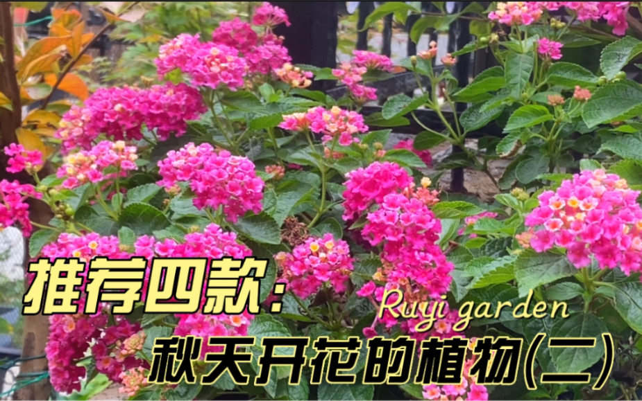 推荐四款秋天开花的植物(二)哔哩哔哩bilibili