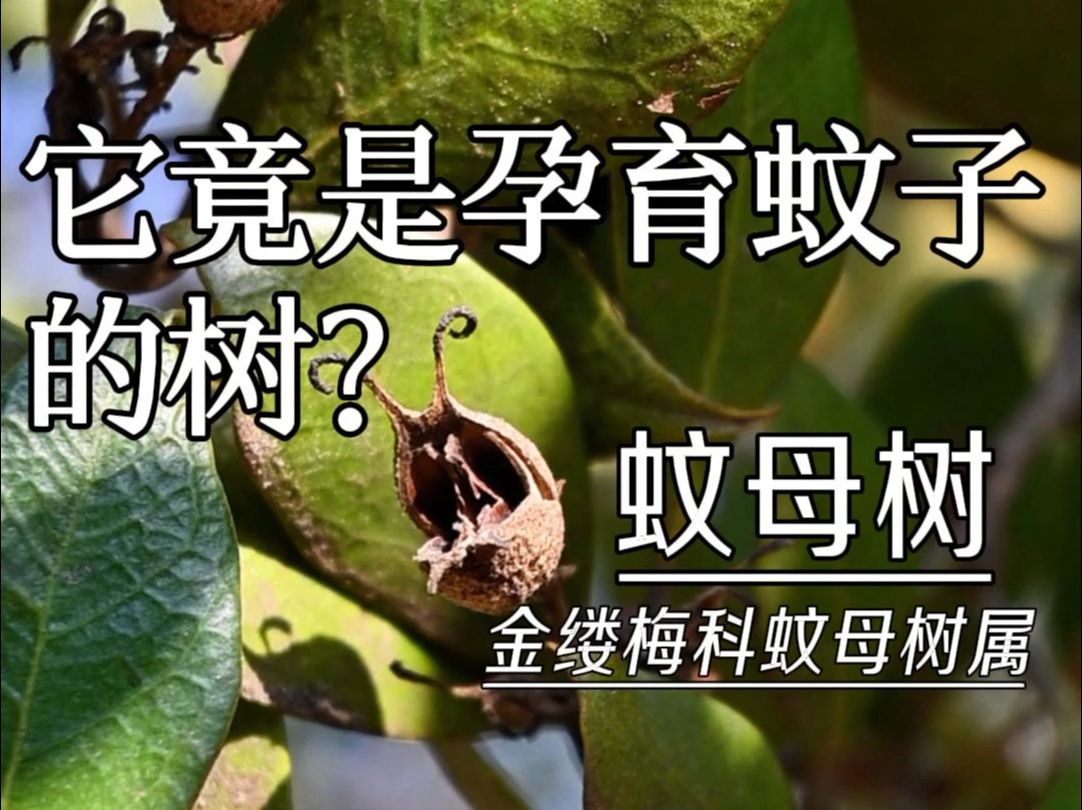 它竟是孕育蚊子的树?真的假的?哔哩哔哩bilibili