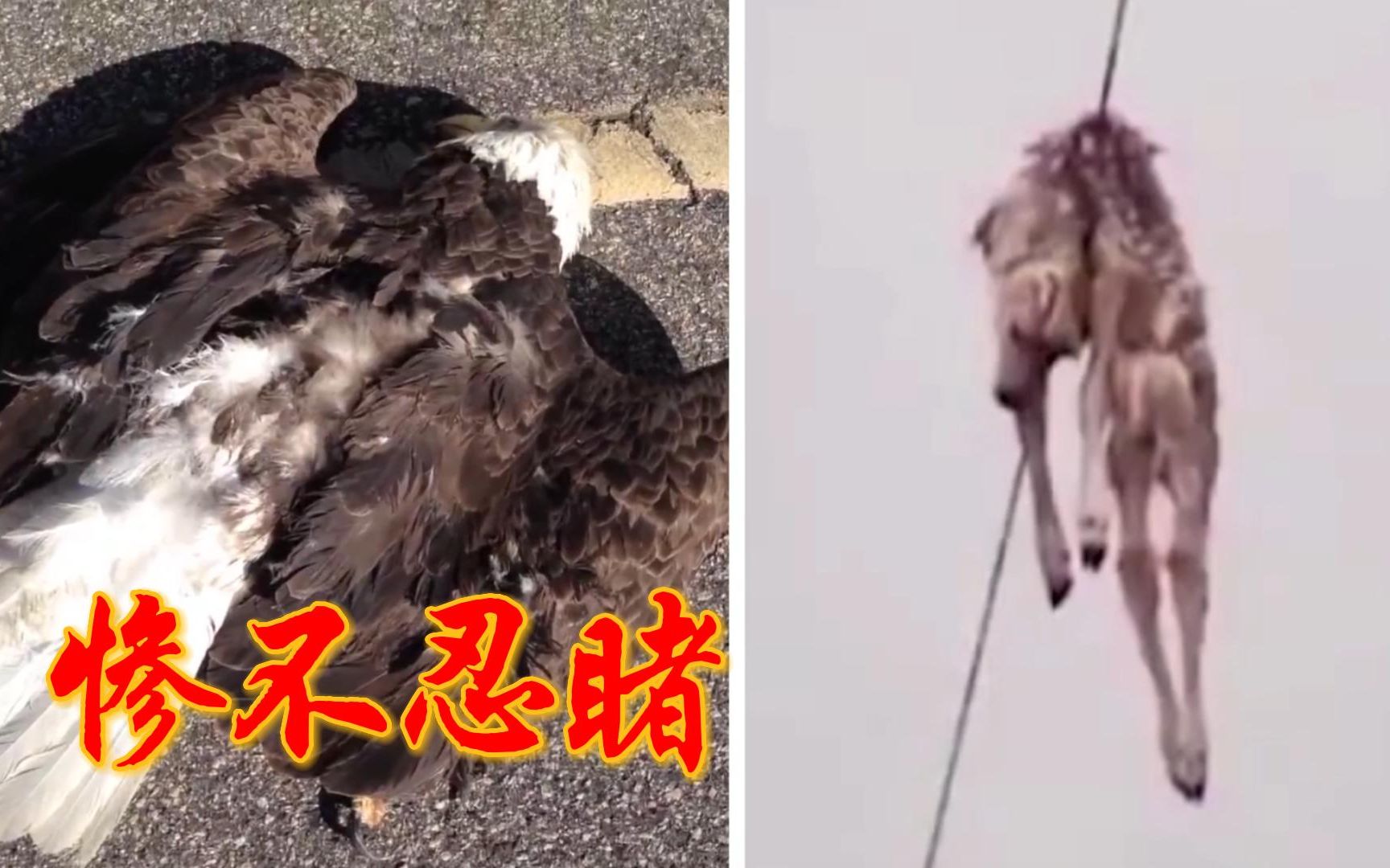 [图]胆小勿入，动物触电瞬间，画面惨不忍睹