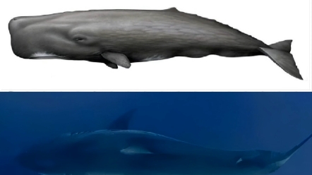 同体长大白鲨和抹香鲸体型对比,大白鲨放大到20米80吨出头,粗一点的88