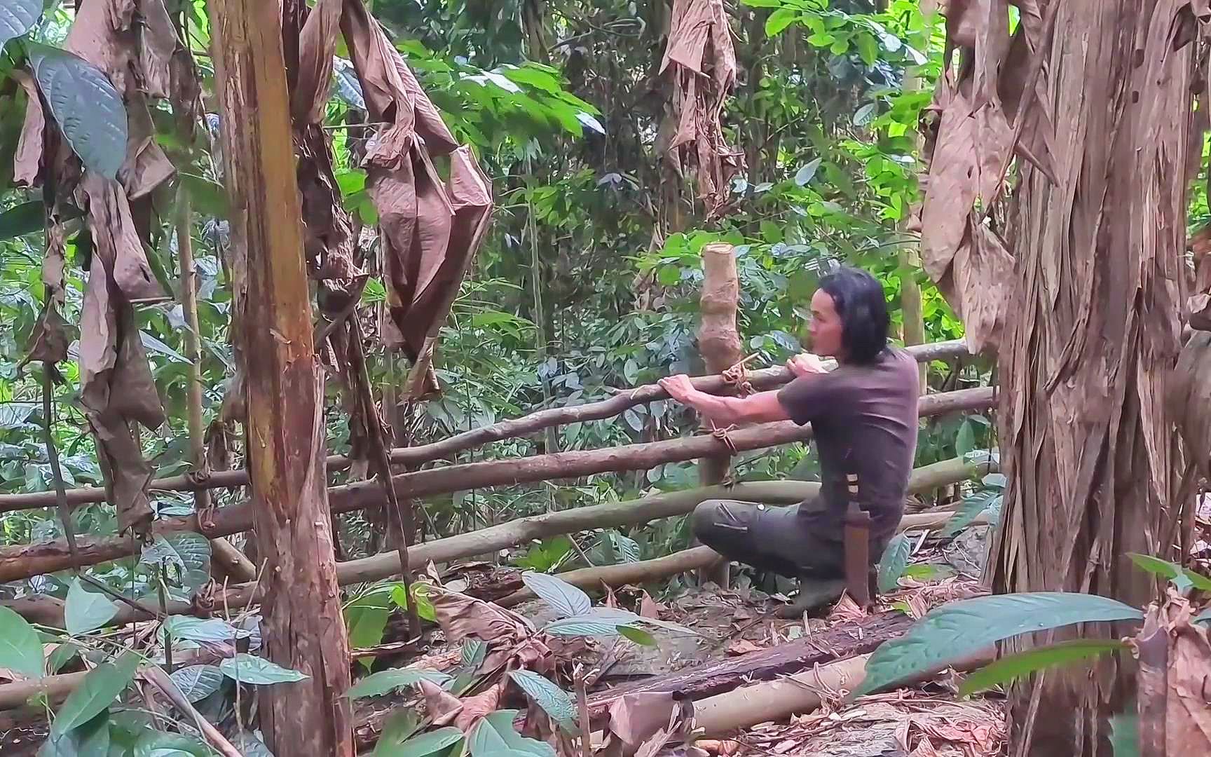 [图]在热带雨林装置养猪护栏，天然的养殖基地，原始丛林生活