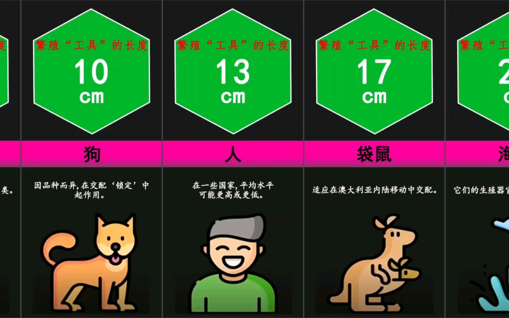 动物繁殖"工具"尺寸比较!没有最大,只有更小