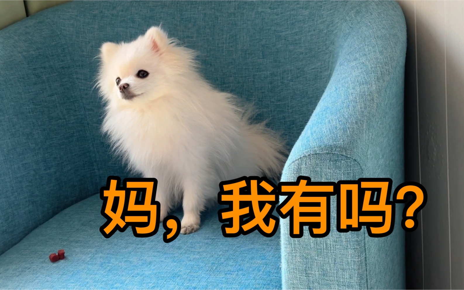 狗狗咬手如何解决?哔哩哔哩bilibili