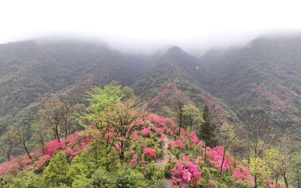 [图]你看杜鹃，而我看漫山遍野映山红