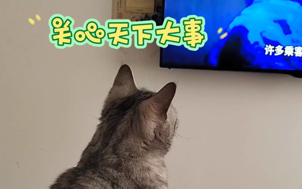 电视猫,关心天下大事,品尝百味猫生哔哩哔哩bilibili