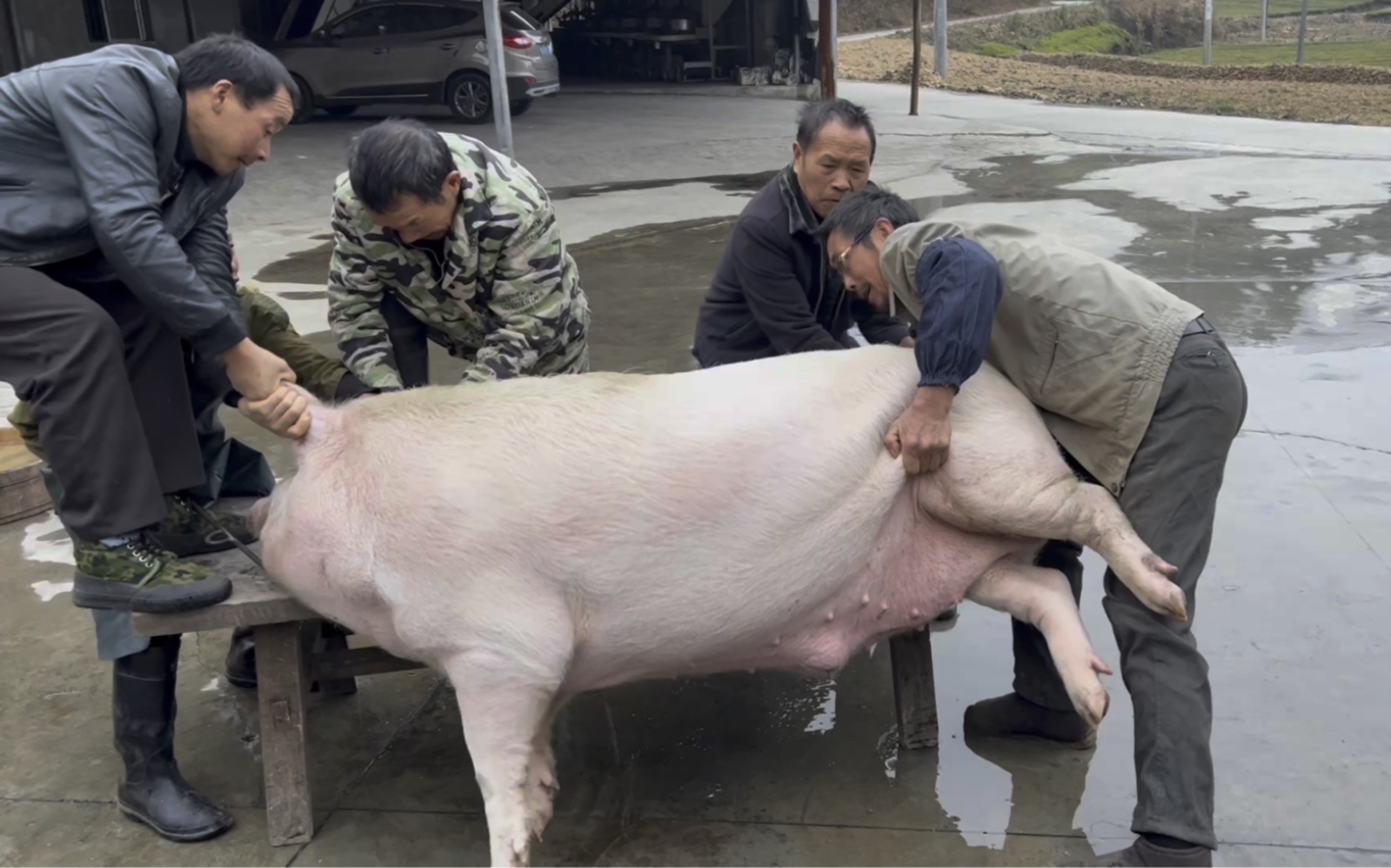 [图]被7个屠夫拒绝的本地猪太猛了 5个人根本控制不住 让大家也看一下