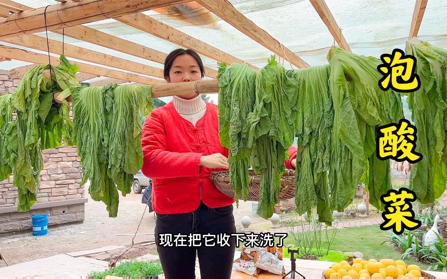 简单几步泡青菜,做酸菜鱼的灵魂,下饭简直太安逸了哔哩哔哩bilibili