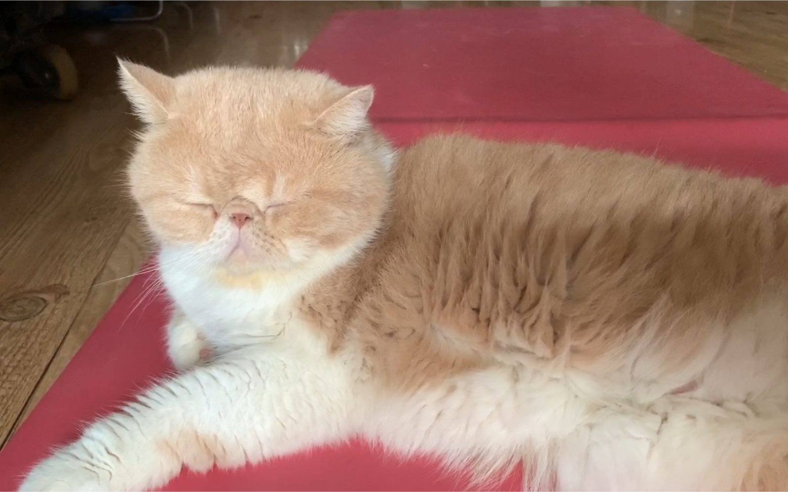 【加菲猫大迷】的周末生活,揣手手,睡觉觉,岁月静好