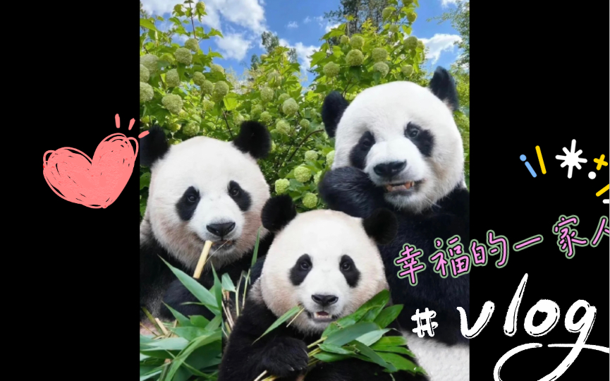 爱宝乐宝福宝 自由恋爱的熊猫家族