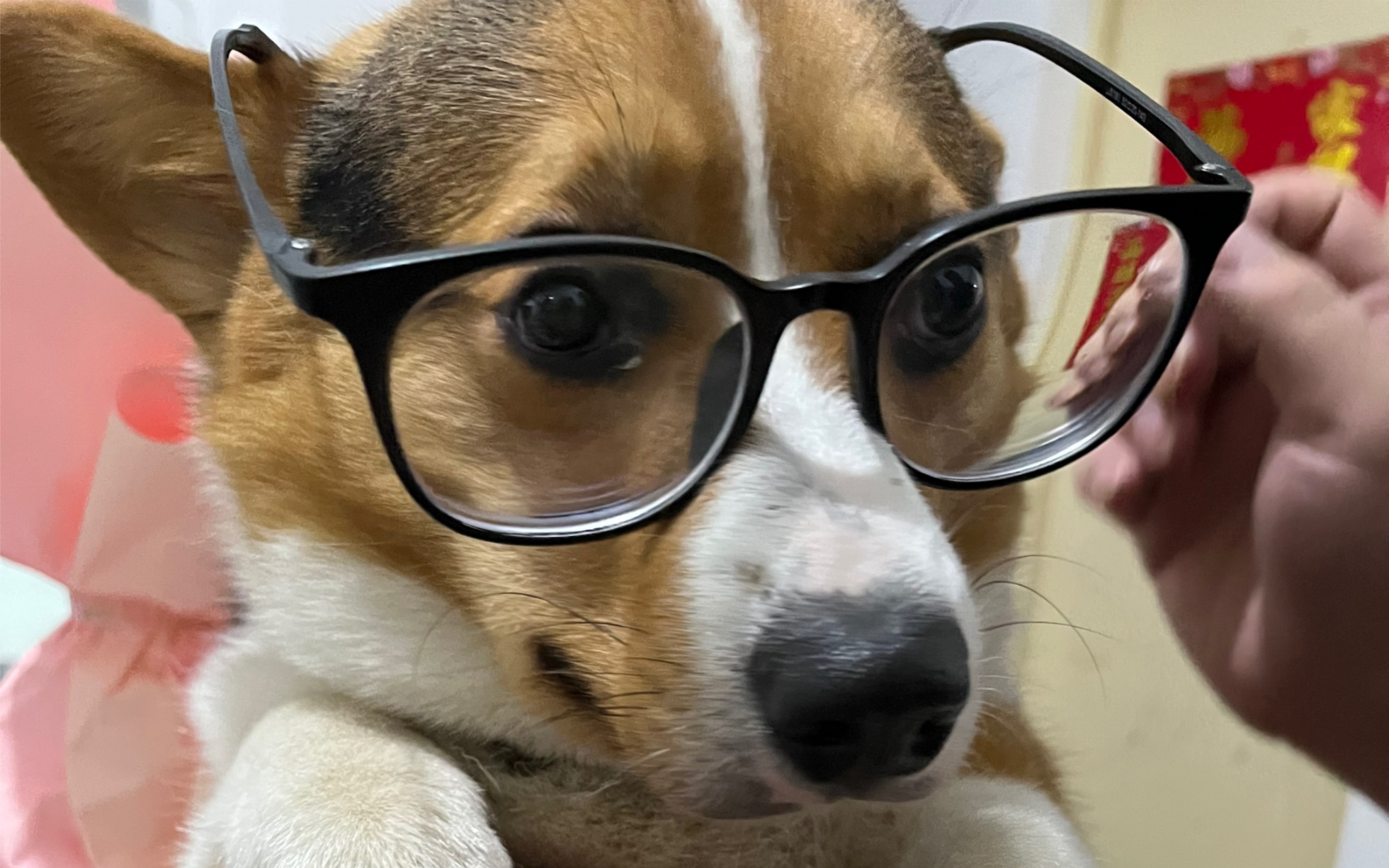 充满智慧的眼神