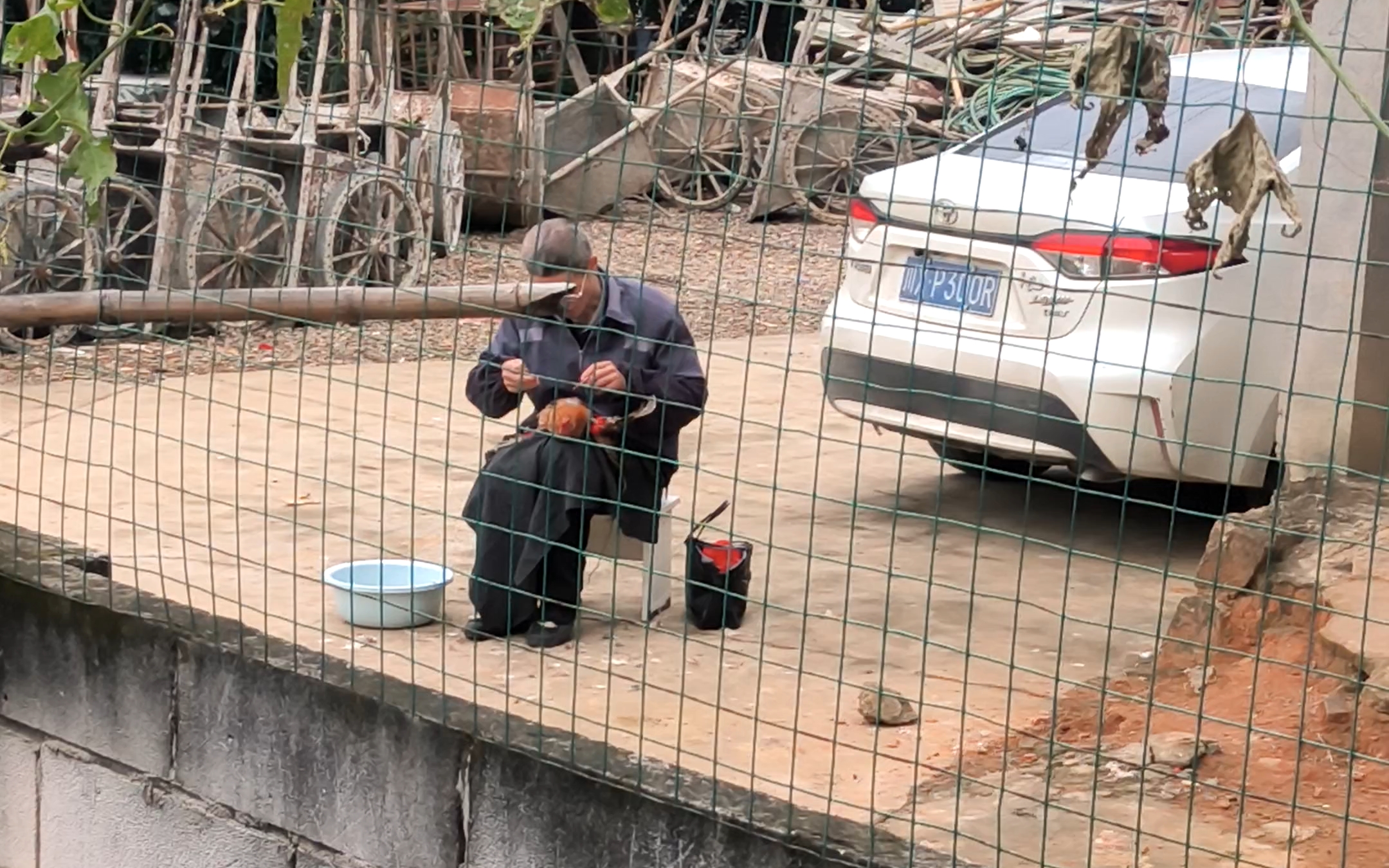 早上起来就看到鸡哥被割蛋蛋了,叫得那叫一个惨阿