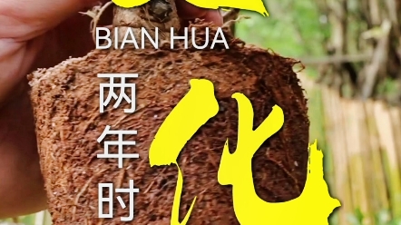 金枝玉叶盆景两年时间的变化