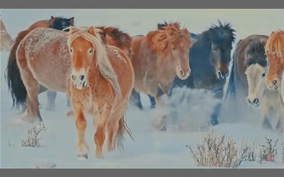 [图]这个版本的鸿古尔，犹如一曲悲歌，来自草原上的呐喊，唤醒人们保护自然，珍惜祖土！