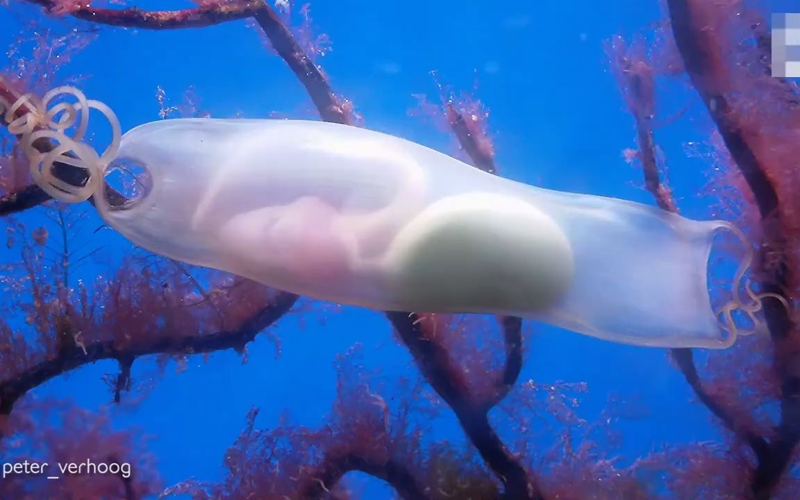 [图]荷兰摄影师在水族馆拍到一条鲨鱼宝宝在卵鞘内活动的罕见画面