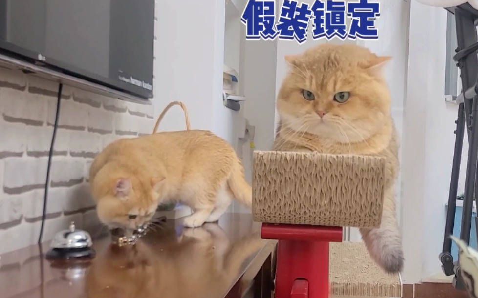 猫咪一秒切换大佬表情!哔哩哔哩bilibili