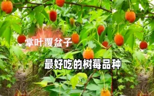 Tải video: 最好吃的树莓品种