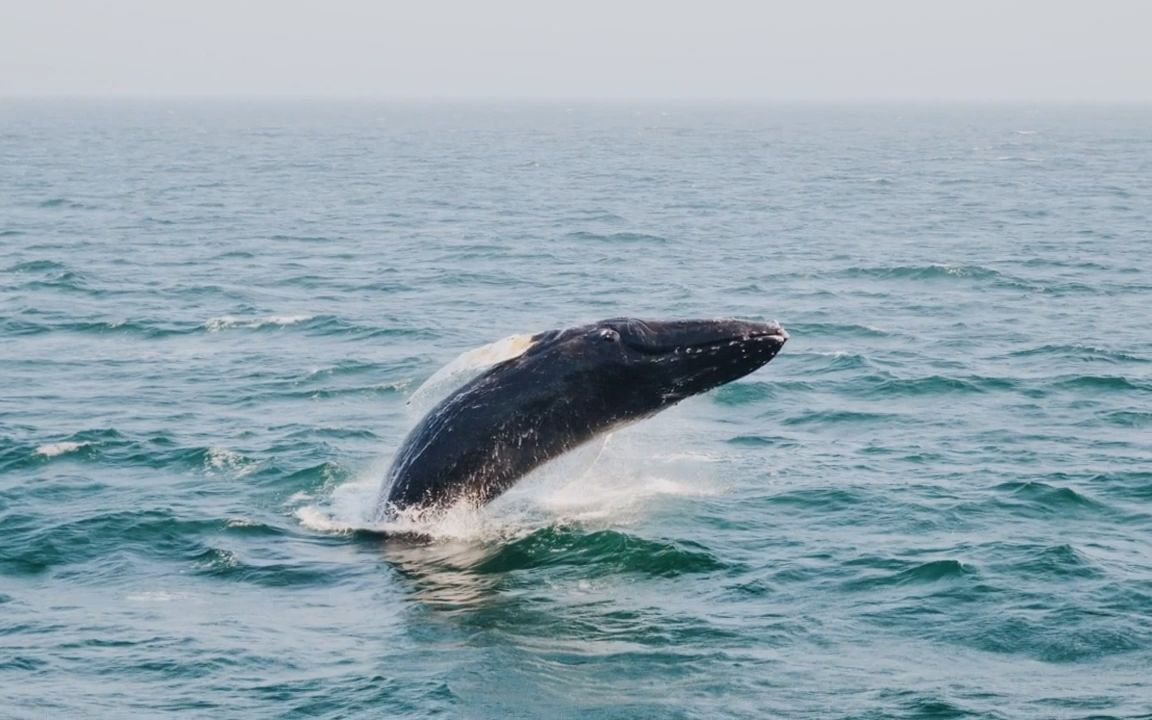 叶蒨文 春风秋雨 伴奏 原版伴奏 无损高音质.wav