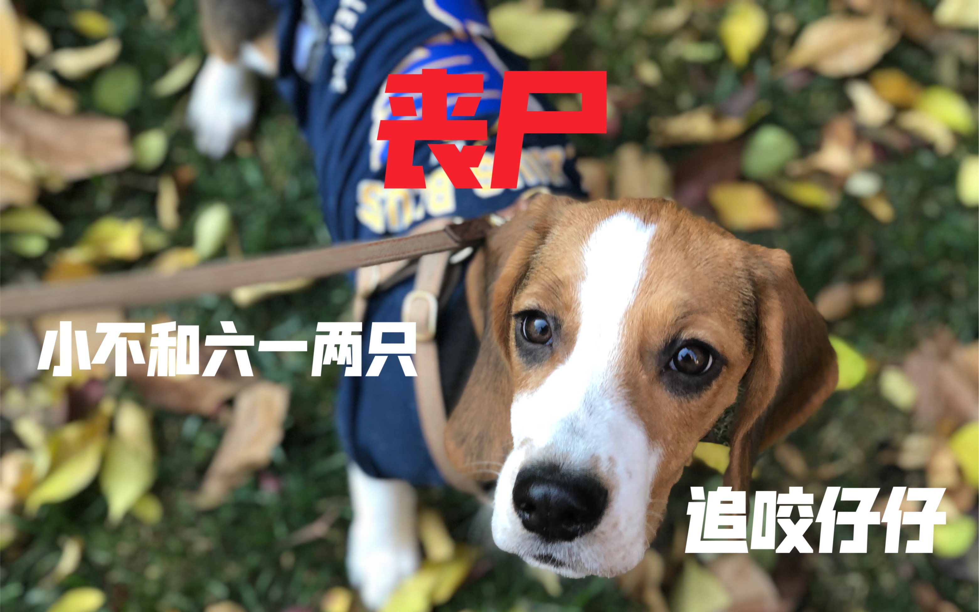 【比格犬小不的日常】谁说比格不聪明?他们只是很倔强、比较自我、服从性差,经常跟主人对着干!哔哩哔哩bilibili