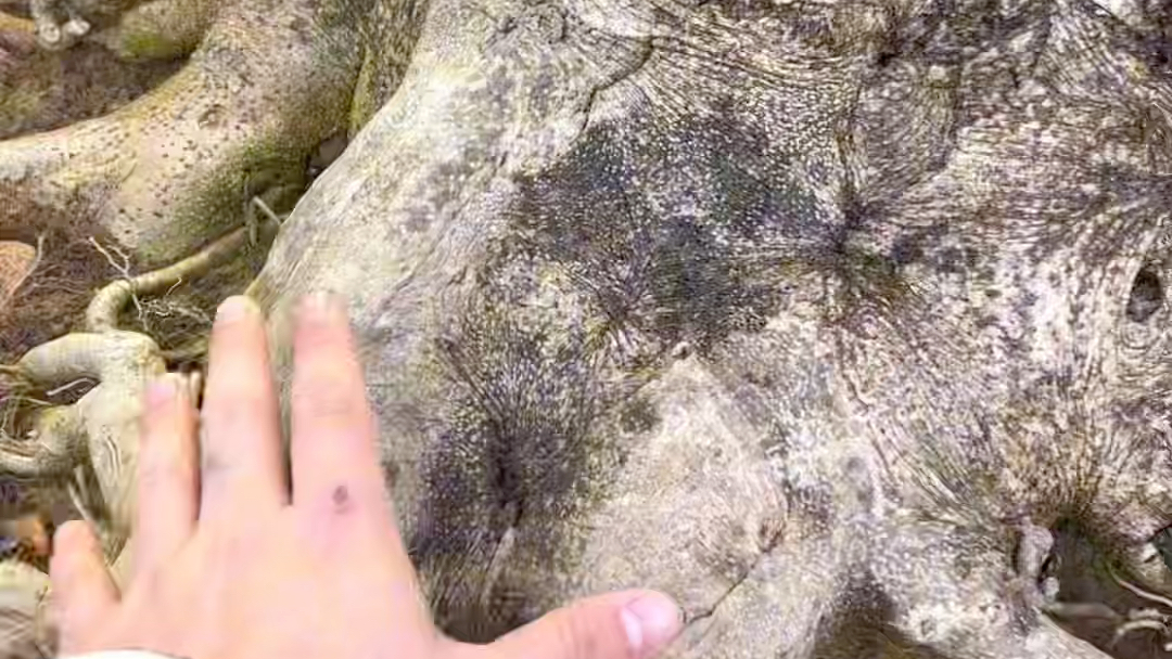 今日看一颗大地景无刺枸骨,非常大气#枸骨 #造型树 #别墅庭院植物