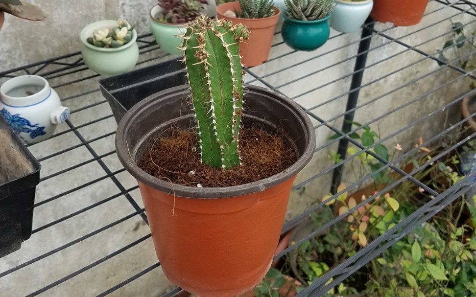 活动作品将军柱仙人掌多肉植物