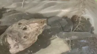 钓回来的黄脚立过温过水过盐度已经开始打架