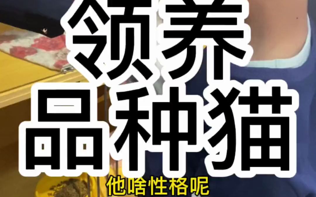 西安本地西安宠物领养西安宠物赠送猫咪领养布偶猫小猫咪哔哩哔哩bilibili