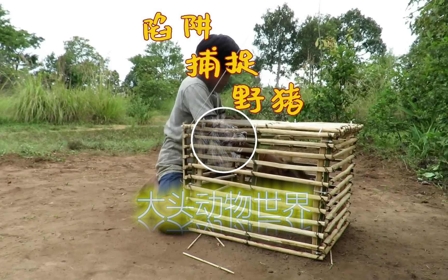 印尼小哥制作陷阱捕捉野猪
