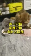 Tải video: 养一只猫和两只猫有什么区别？