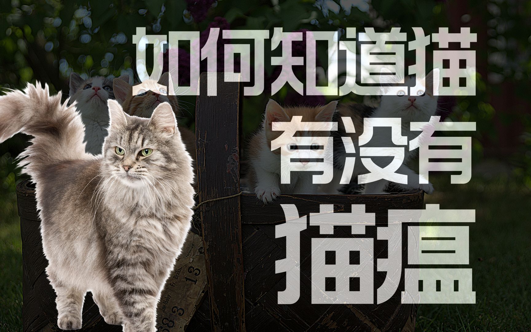 为什么小猫刚到家就会死?因为猫瘟!猫瘟是什么?为什么猫会得猫瘟?哔哩哔哩bilibili