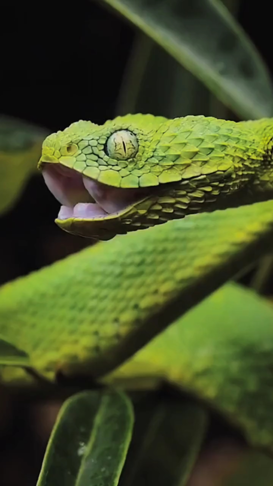 几内亚树蝰慵懒安静的一天_哔哩哔哩_bilibili