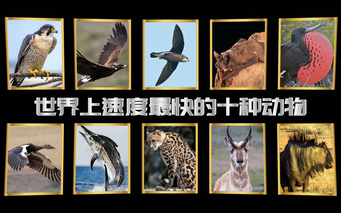 自然界速度最快的十种动物第一名竟与复兴号高铁速度相当