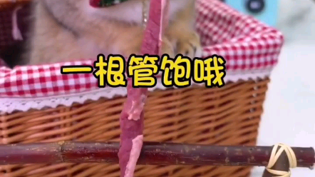 你们洋芋去吧我战斧牛排了