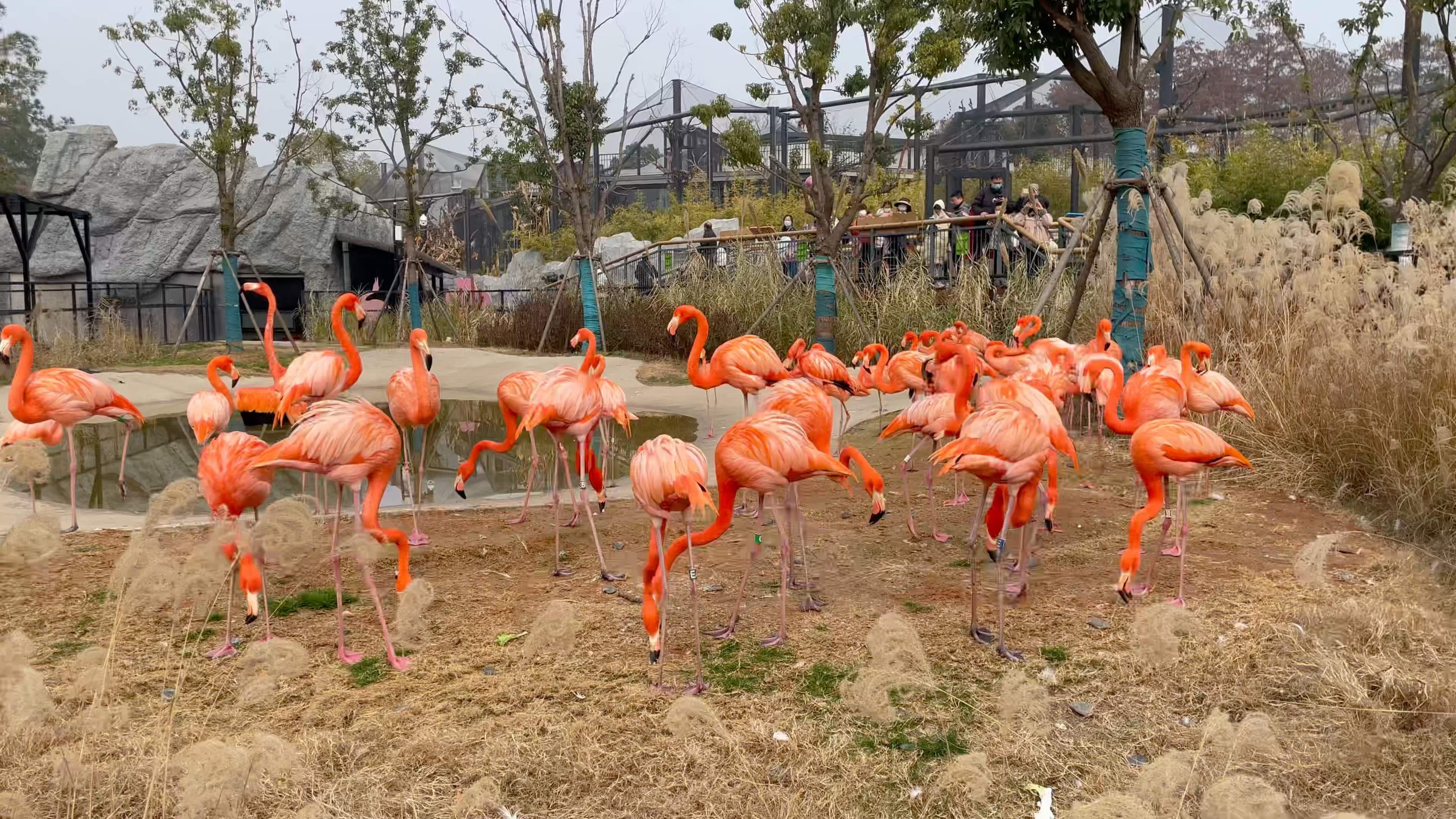 火烈鸟,武汉动物园真不错.