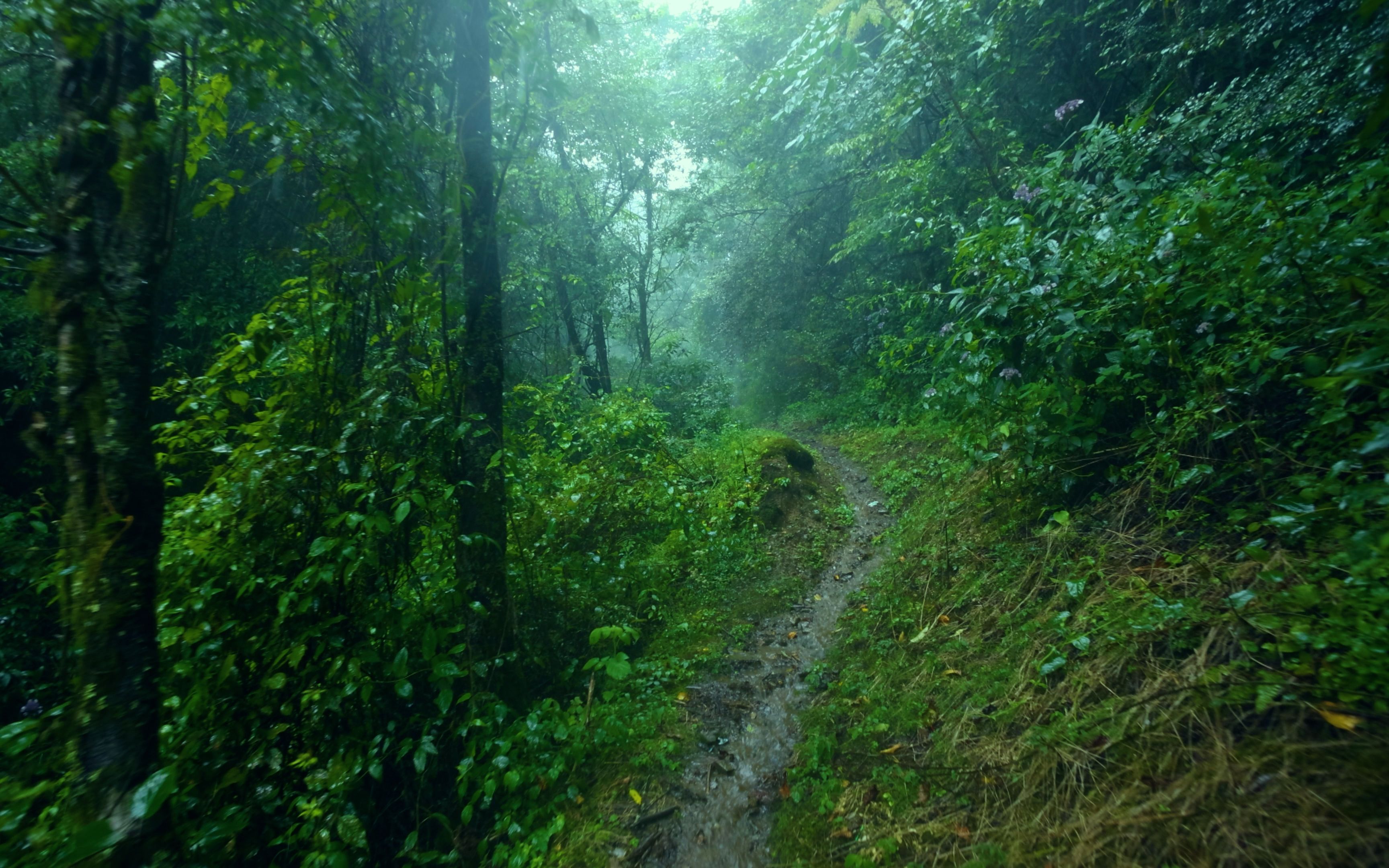 [图]漫步在雨中的山林小径