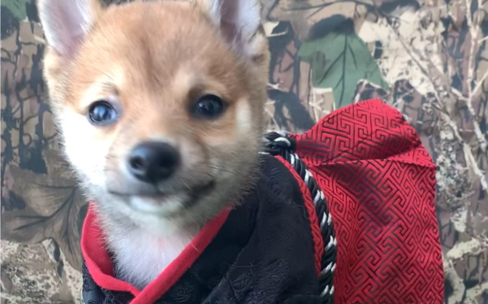 活动作品豆柴犬武士