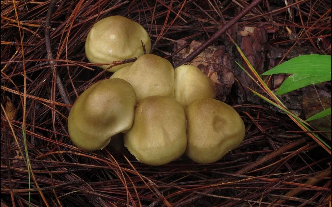 李海蛟博士带您了解毒蘑菇——皂味口蘑