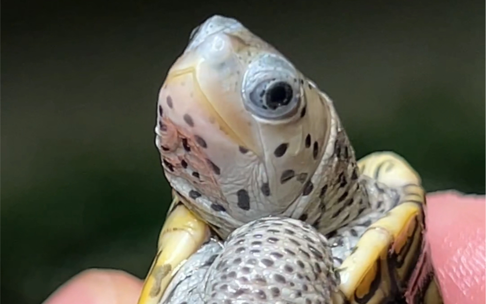 金背超级德州钻纹龟,他又来了.三个小苗子德州钻纹龟